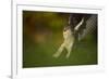 Female Sparrowhawk (Accipiter Nisus) Landing on a Collared Dove Kill in a Garden, Derbyshire, UK-Andrew Parkinson-Framed Photographic Print