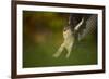 Female Sparrowhawk (Accipiter Nisus) Landing on a Collared Dove Kill in a Garden, Derbyshire, UK-Andrew Parkinson-Framed Photographic Print