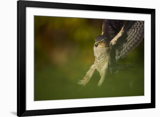Female Sparrowhawk (Accipiter Nisus) Landing on a Collared Dove Kill in a Garden, Derbyshire, UK-Andrew Parkinson-Framed Photographic Print