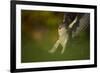 Female Sparrowhawk (Accipiter Nisus) Landing on a Collared Dove Kill in a Garden, Derbyshire, UK-Andrew Parkinson-Framed Photographic Print