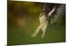 Female Sparrowhawk (Accipiter Nisus) Landing on a Collared Dove Kill in a Garden, Derbyshire, UK-Andrew Parkinson-Mounted Photographic Print