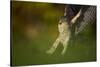 Female Sparrowhawk (Accipiter Nisus) Landing on a Collared Dove Kill in a Garden, Derbyshire, UK-Andrew Parkinson-Stretched Canvas