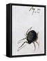 Female Spider, 1578-Joris Hoefnagel-Framed Stretched Canvas