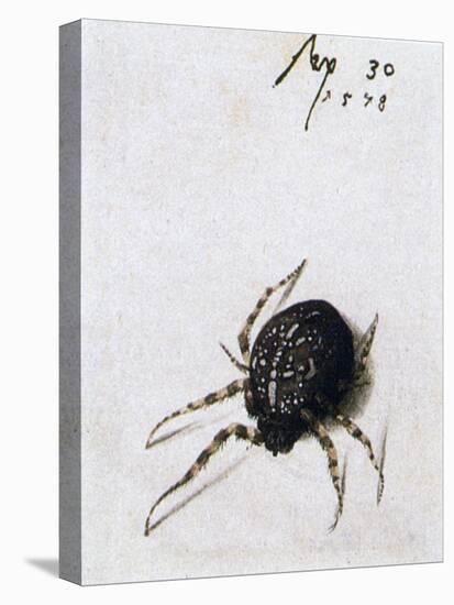 Female Spider, 1578-Joris Hoefnagel-Stretched Canvas