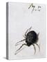 Female Spider, 1578-Joris Hoefnagel-Stretched Canvas