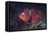 Female Spinecheek Anemonefish-Hal Beral-Framed Stretched Canvas