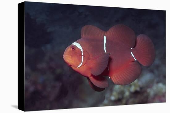 Female Spinecheek Anemonefish-Hal Beral-Stretched Canvas