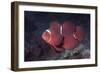 Female Spinecheek Anemonefish-Hal Beral-Framed Photographic Print