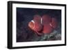 Female Spinecheek Anemonefish-Hal Beral-Framed Photographic Print