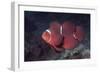 Female Spinecheek Anemonefish-Hal Beral-Framed Photographic Print