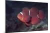 Female Spinecheek Anemonefish-Hal Beral-Mounted Photographic Print