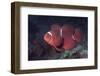 Female Spinecheek Anemonefish-Hal Beral-Framed Photographic Print