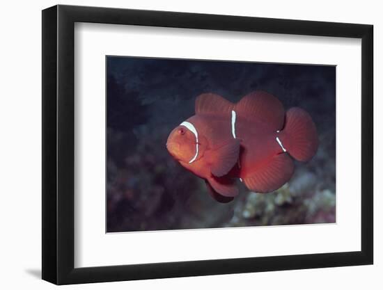 Female Spinecheek Anemonefish-Hal Beral-Framed Photographic Print