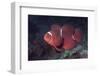 Female Spinecheek Anemonefish-Hal Beral-Framed Photographic Print