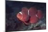 Female Spinecheek Anemonefish-Hal Beral-Mounted Photographic Print