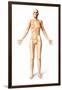 Female Standing, with Skeletal Bones Superimposed, Front View-null-Framed Art Print