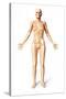 Female Standing, with Skeletal Bones Superimposed, Front View-null-Stretched Canvas