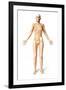 Female Standing, with Skeletal Bones Superimposed, Front View-null-Framed Art Print