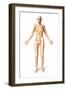 Female Standing, with Skeletal Bones Superimposed, Front View-null-Framed Art Print