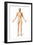 Female Standing, with Skeletal Bones Superimposed, Front View-null-Framed Art Print