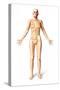 Female Standing, with Skeletal Bones Superimposed, Front View-null-Stretched Canvas