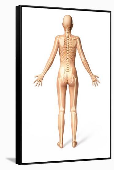 Female Standing, with Skeletal Bones Superimposed, Rear View-null-Framed Stretched Canvas