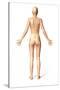 Female Standing, with Skeletal Bones Superimposed, Rear View-null-Stretched Canvas