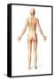 Female Standing, with Skeletal Bones Superimposed, Rear View-null-Framed Stretched Canvas