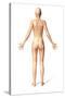 Female Standing, with Skeletal Bones Superimposed, Rear View-null-Stretched Canvas