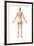 Female Standing, with Skeletal Bones Superimposed, Rear View-null-Framed Art Print