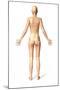 Female Standing, with Skeletal Bones Superimposed, Rear View-null-Mounted Art Print