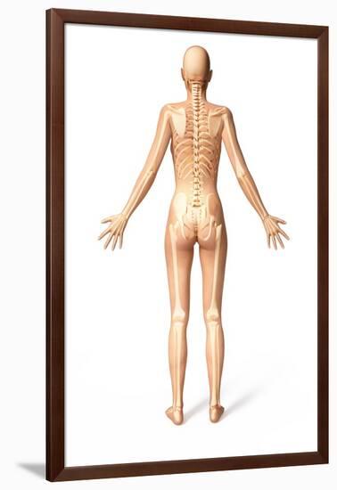 Female Standing, with Skeletal Bones Superimposed, Rear View-null-Framed Art Print