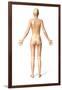 Female Standing, with Skeletal Bones Superimposed, Rear View-null-Framed Art Print