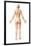 Female Standing, with Skeletal Bones Superimposed, Rear View-null-Framed Art Print