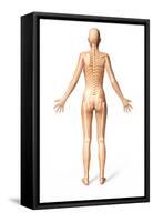 Female Standing, with Skeletal Bones Superimposed, Rear View-null-Framed Stretched Canvas