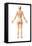 Female Standing, with Skeletal Bones Superimposed, Rear View-null-Framed Stretched Canvas