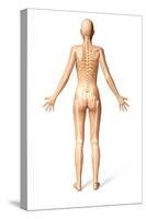 Female Standing, with Skeletal Bones Superimposed, Rear View-null-Stretched Canvas
