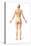 Female Standing, with Skeletal Bones Superimposed, Rear View-null-Stretched Canvas