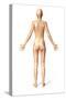 Female Standing, with Skeletal Bones Superimposed, Rear View-null-Stretched Canvas