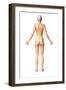 Female Standing, with Skeletal Bones Superimposed, Rear View-null-Framed Art Print