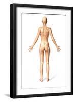 Female Standing, with Skeletal Bones Superimposed, Rear View-null-Framed Art Print