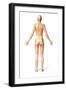Female Standing, with Skeletal Bones Superimposed, Rear View-null-Framed Art Print