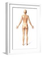 Female Standing, with Skeletal Bones Superimposed, Rear View-null-Framed Art Print