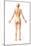 Female Standing, with Skeletal Bones Superimposed, Rear View-null-Mounted Art Print