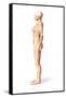 Female Standing, with Skeletal Bones Superimposed, Side View-null-Framed Stretched Canvas