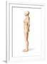 Female Standing, with Skeletal Bones Superimposed, Side View-null-Framed Art Print