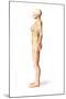 Female Standing, with Skeletal Bones Superimposed, Side View-null-Mounted Art Print