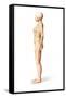 Female Standing, with Skeletal Bones Superimposed, Side View-null-Framed Stretched Canvas