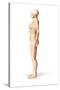 Female Standing, with Skeletal Bones Superimposed, Side View-null-Stretched Canvas