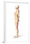 Female Standing, with Skeletal Bones Superimposed, Side View-null-Framed Art Print